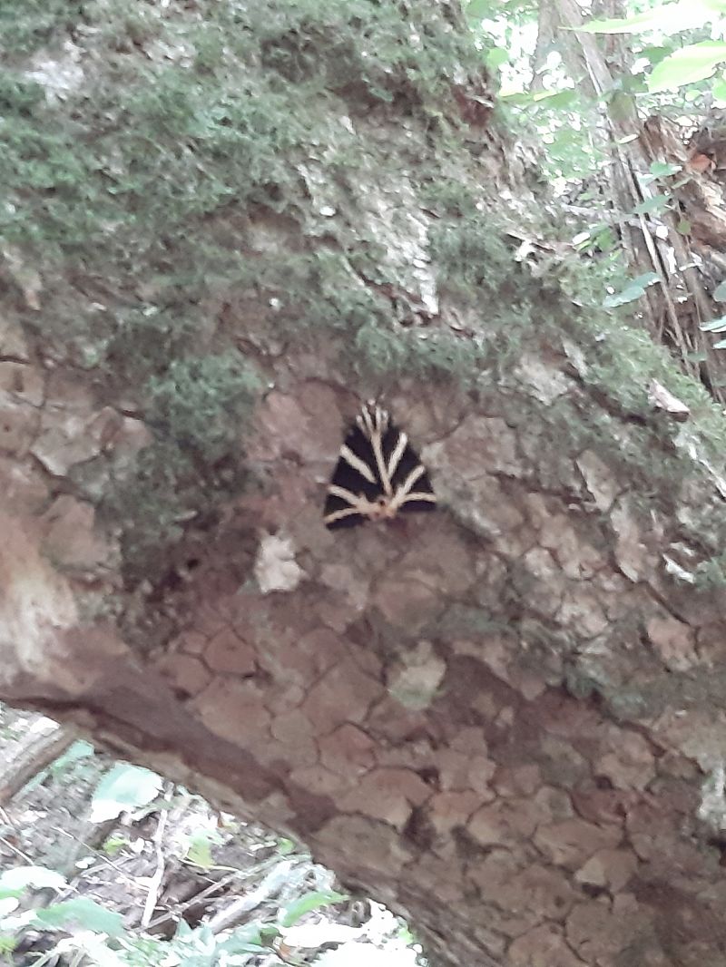 Euplagia quadripunctaria  - Valter Cfr Simonitti (FVG)