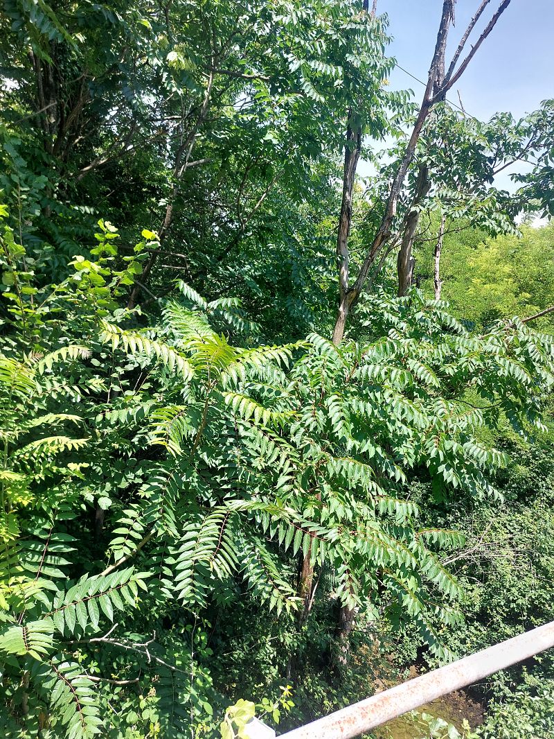Ailanthus altissima  - Andrea Desio (FVG)