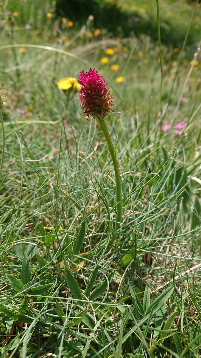 Gymnadenia corneliana  - Pernot Jean-Claude
