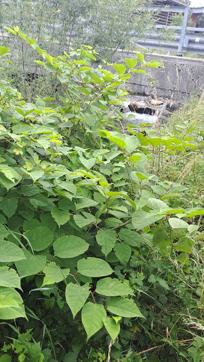 Fallopia japonica  - Mattia Scinto (FVG)