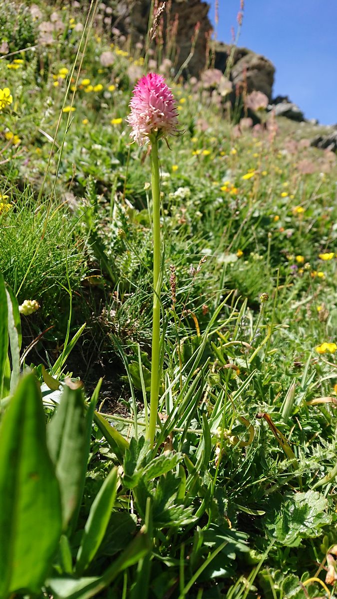 Nigritella corneliana  - Pernot Jean-Claude
