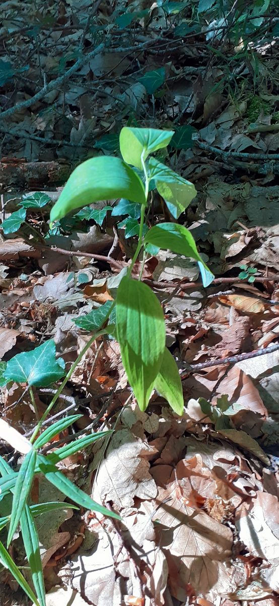 Epipactis indet. group. helleborine  - Nicole Taillandier