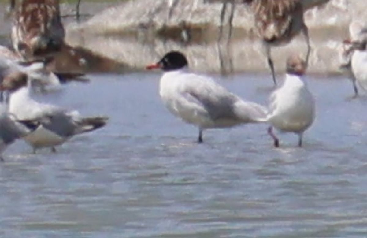 Mouette mélanocéphale  - Philipp Mayer