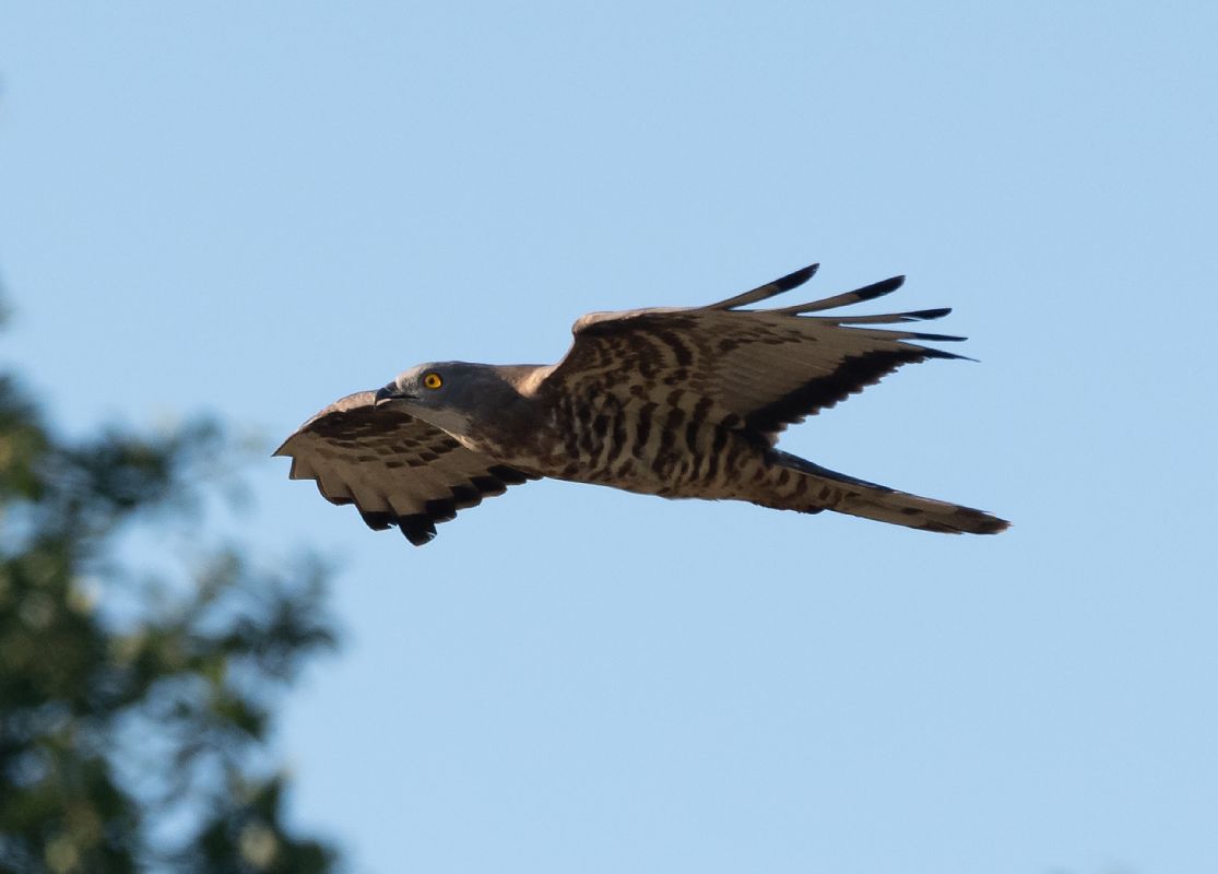 Falco pecchiaiolo  - Roberto Villani