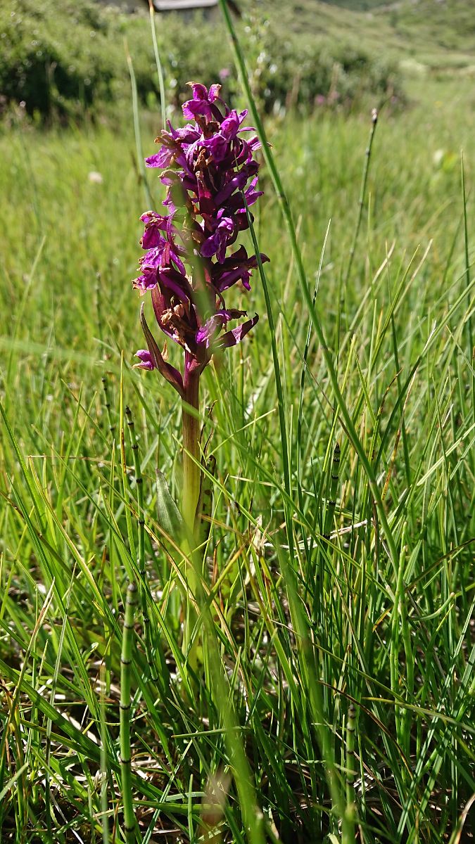 Dactylorhiza alpestris  - Pernot Jean-Claude