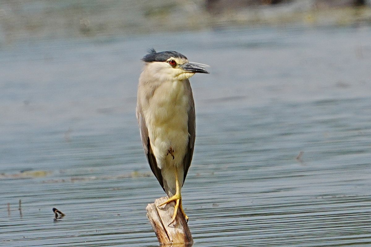 ślepowron 