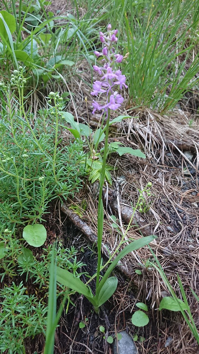 Gymnadenia conopsea  - Pernot Jean-Claude
