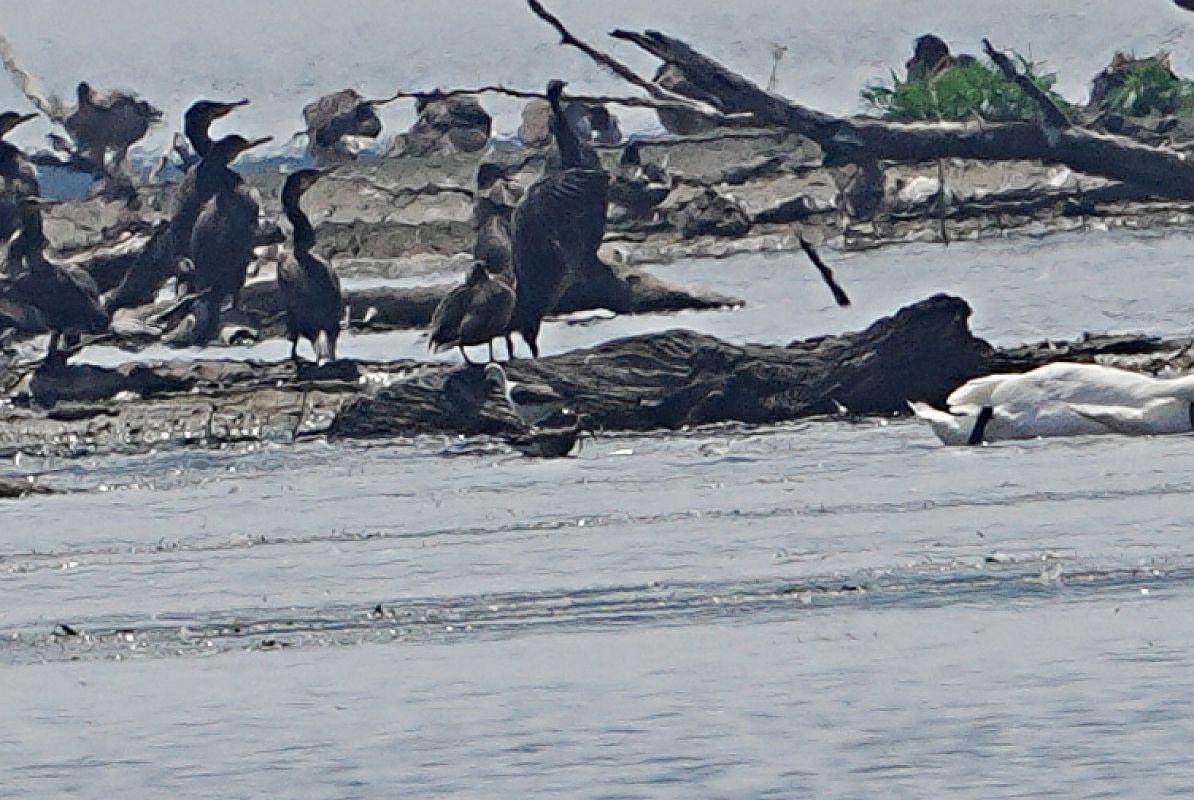 Stelzenläufer 