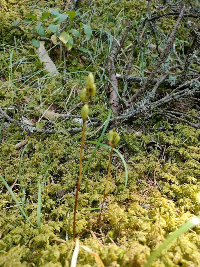 Corallorhiza trifida  - Mickael Viau