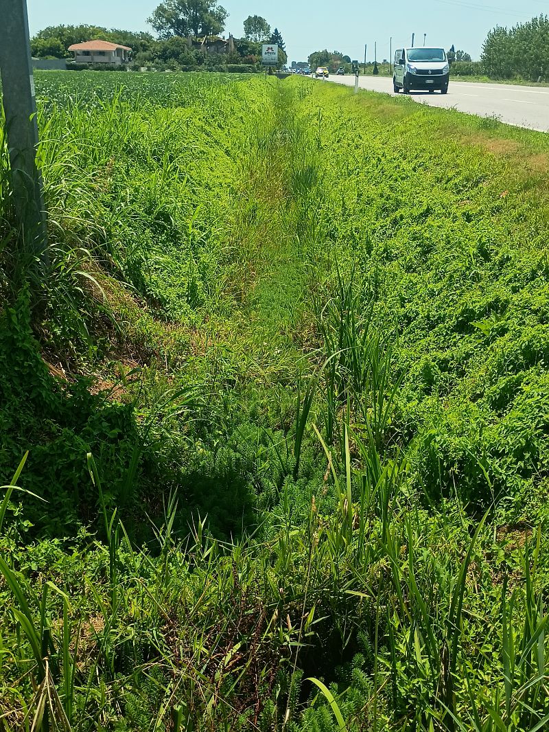 Myriophyllum aquaticum  - Anna Carpanelli (FVG)