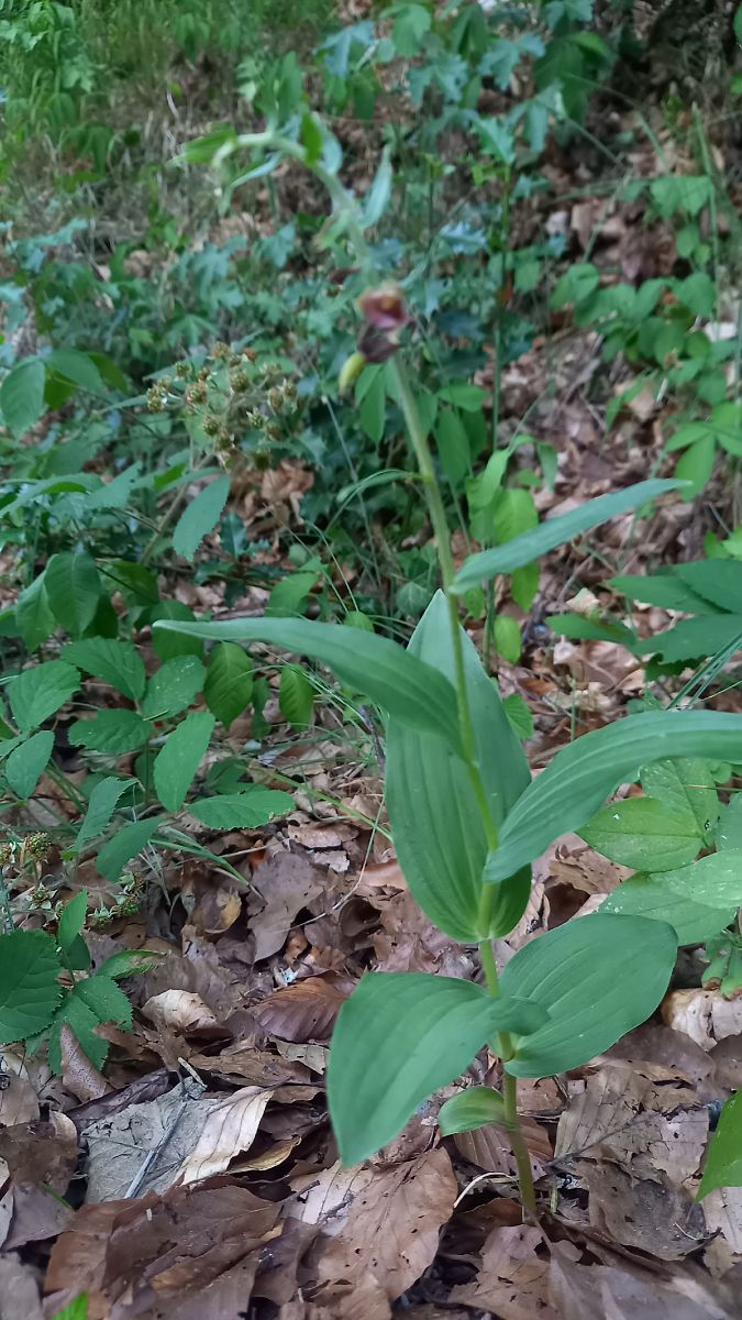 Epipactis atrorubens  - Michel Wendling