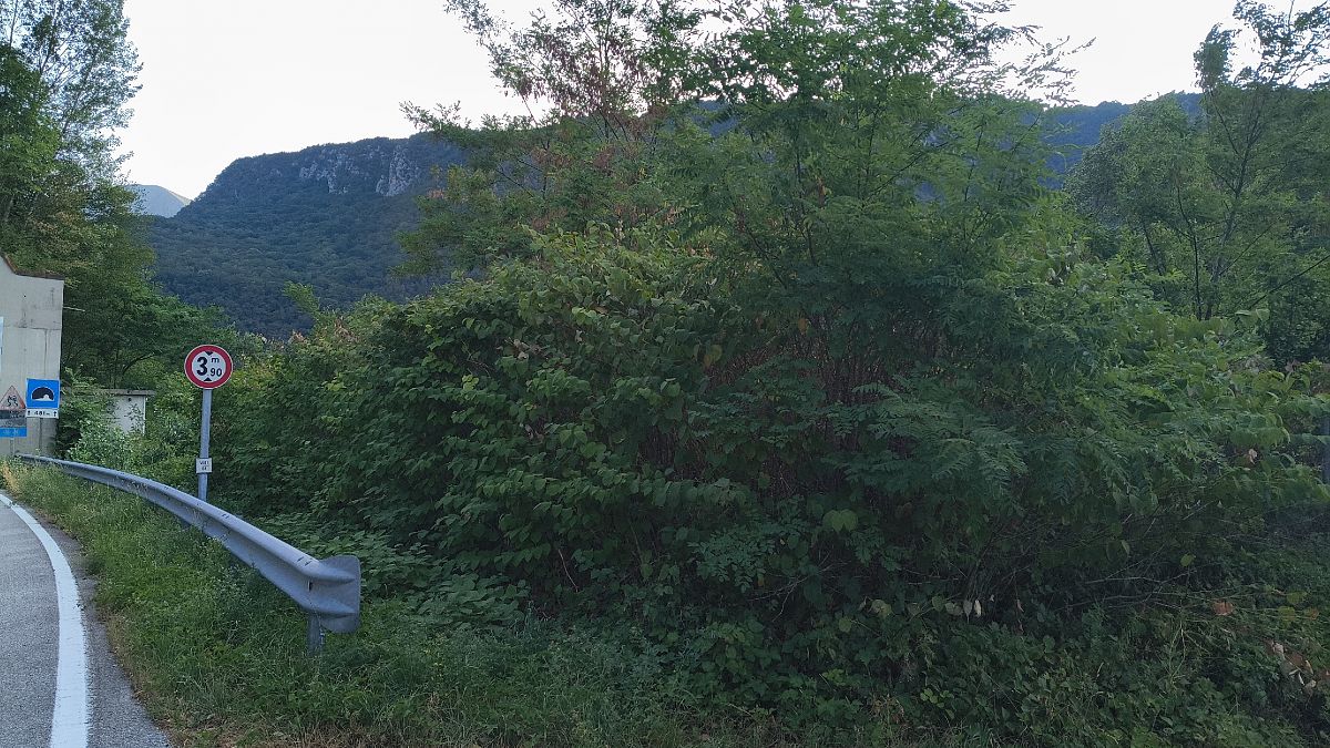 Fallopia japonica  - Elena Cfr Buoro (FVG)