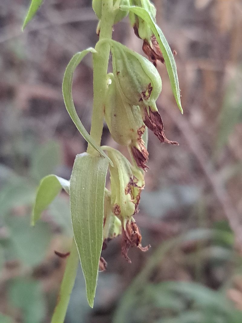 Epipactis fageticola  - Emmanuel Cosson