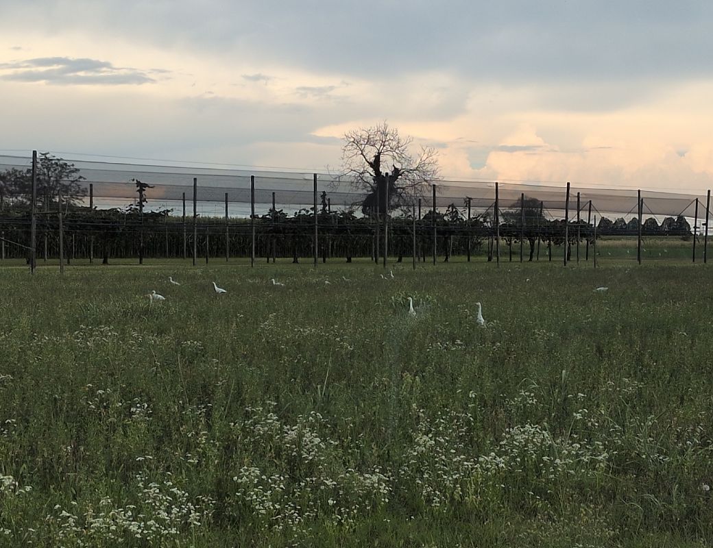 Airone guardabuoi  - Andrea Morassutto