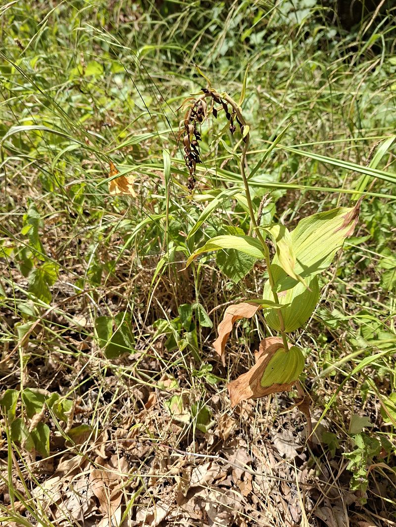 Epipactis helleborine  - Alain Fourmann