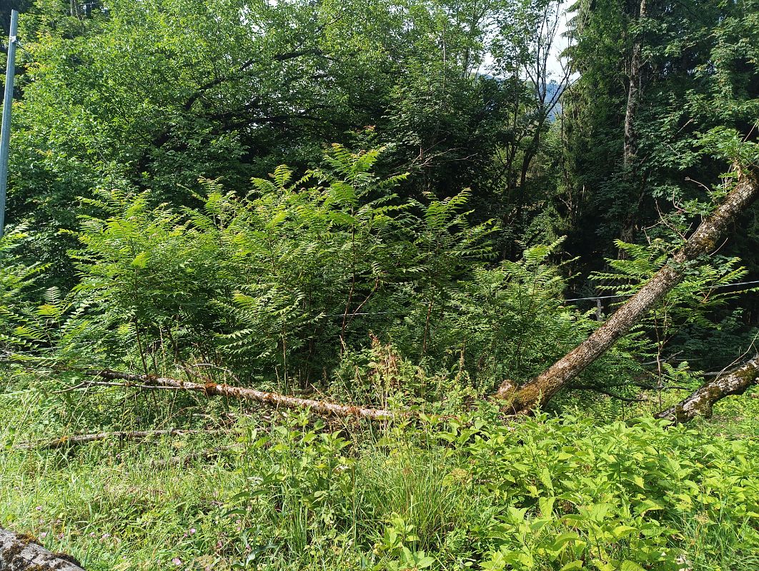 Ailanthus altissima  - Federico Remondini (FVG)