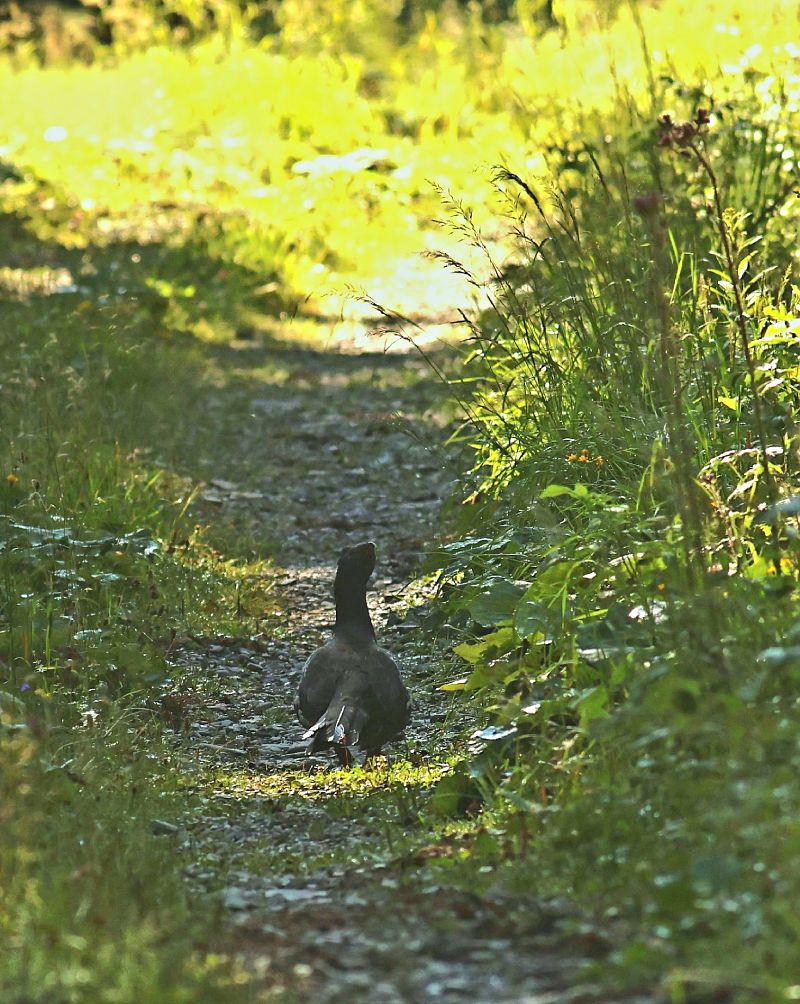 Gallo cedrone  - Matteo de Luca (FVG)