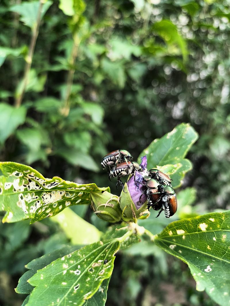 Popillia japonica  - Marusca Coccoli
