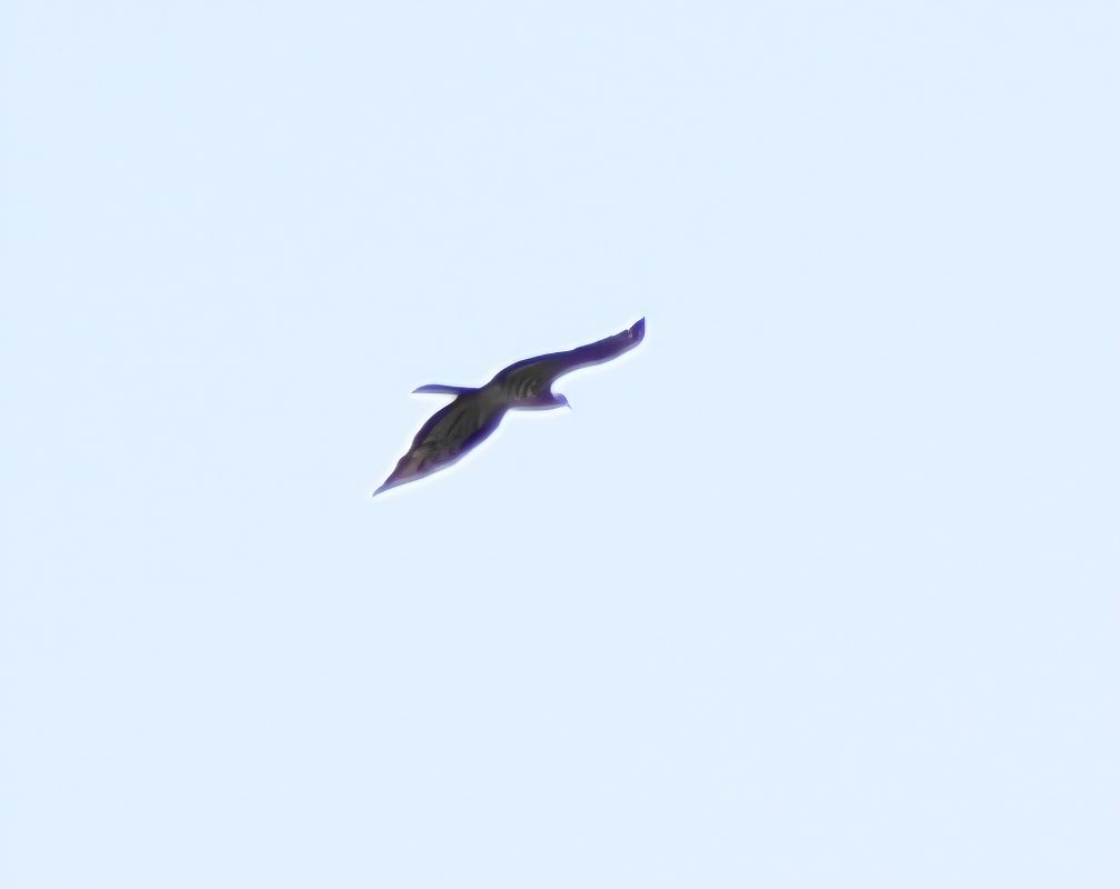 Falco pecchiaiolo  - Alberto Manganaro