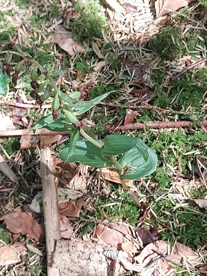 Epipactis helleborine var. minor  - Christiane Geneix