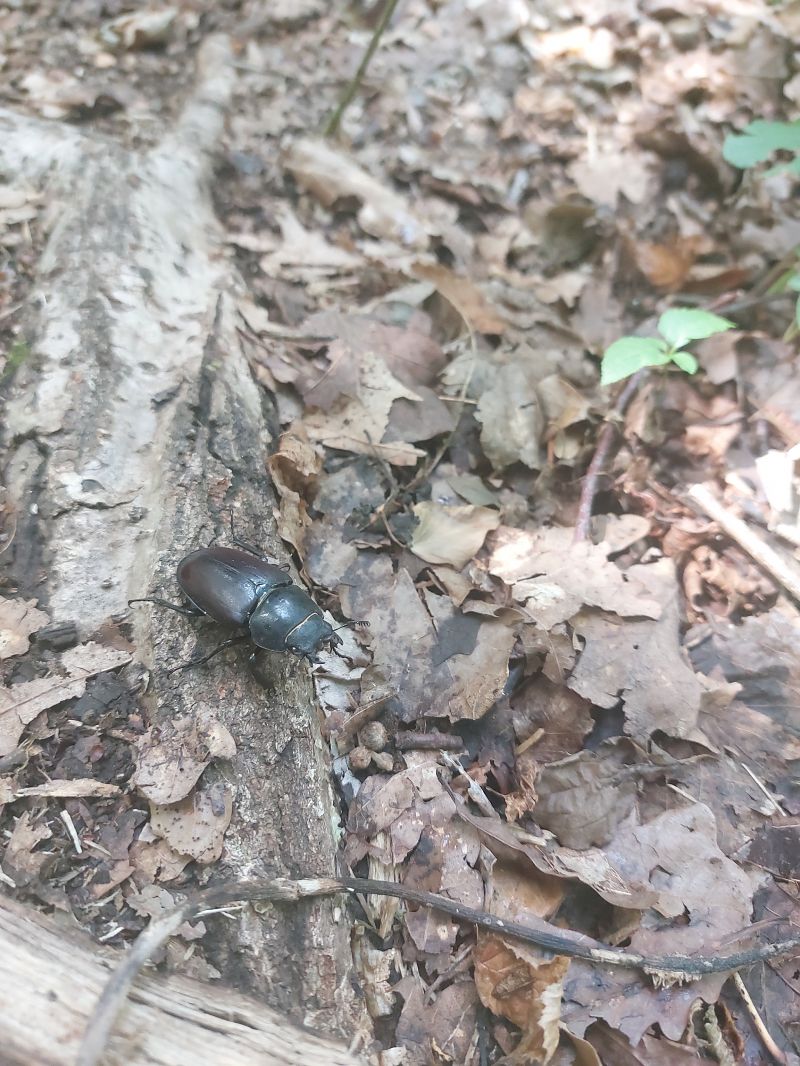 Lucanus cervus  - Camilla Todone (FVG)