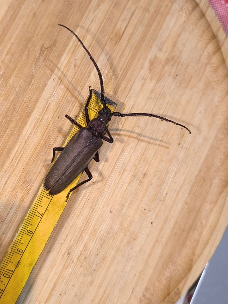 Aegosoma scabricorne  - Mirko Tomasi