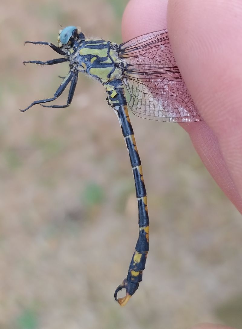 Onychogomphus uncatus  - Battisti Andrea