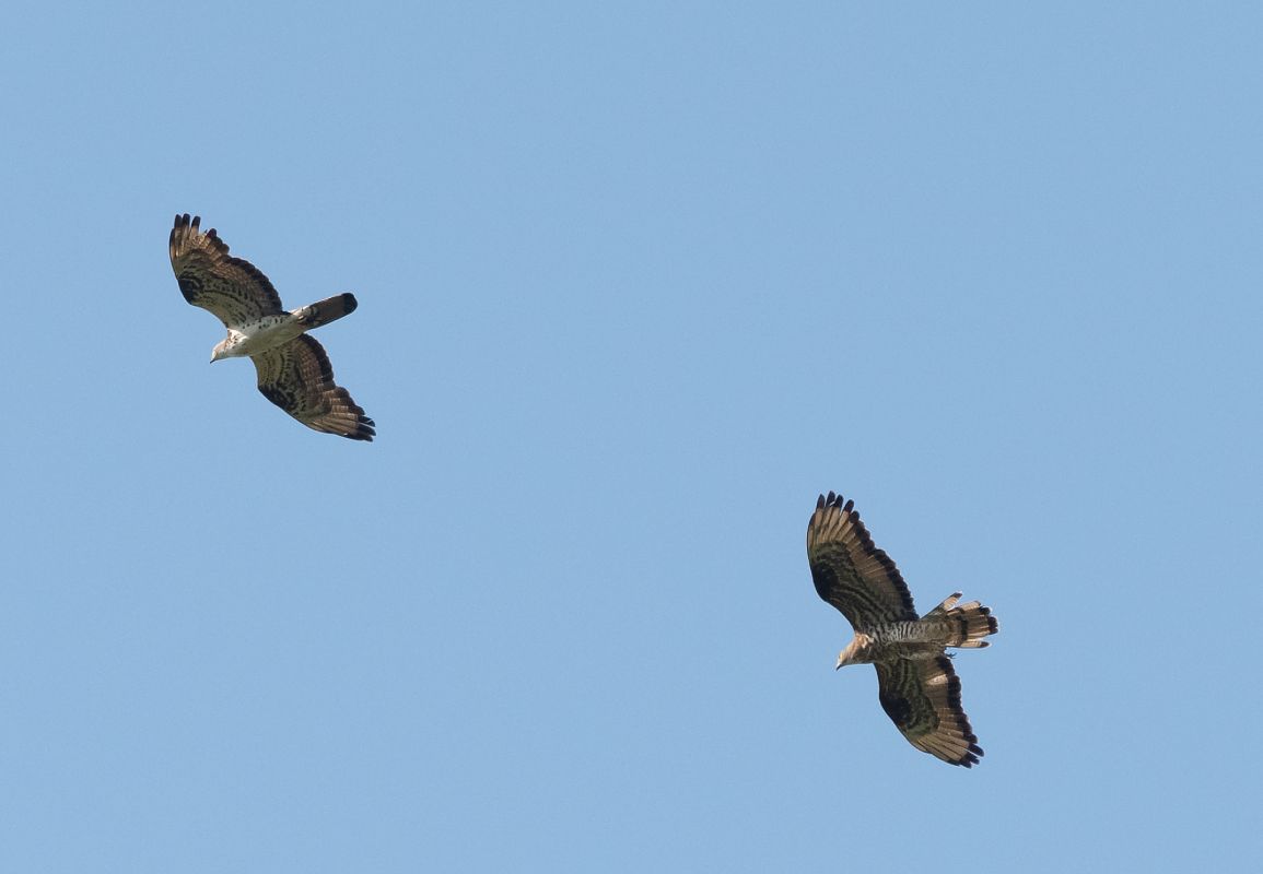 Falco pecchiaiolo  - Roberto Villani