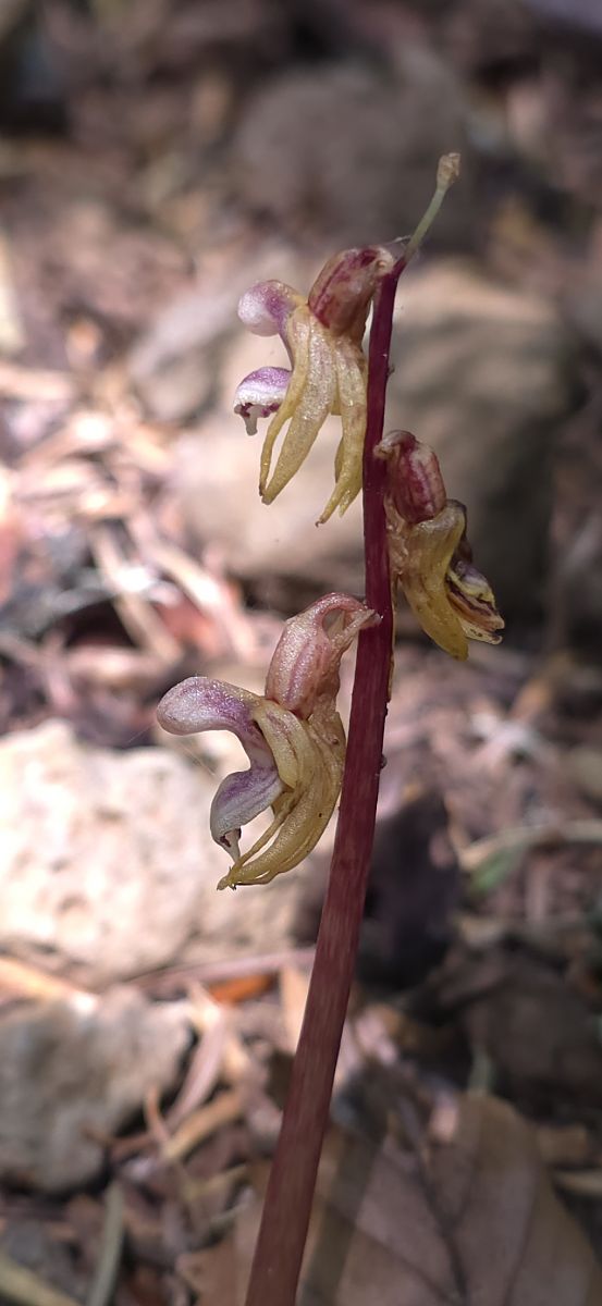 Epipogium aphyllum  - Michel Robin