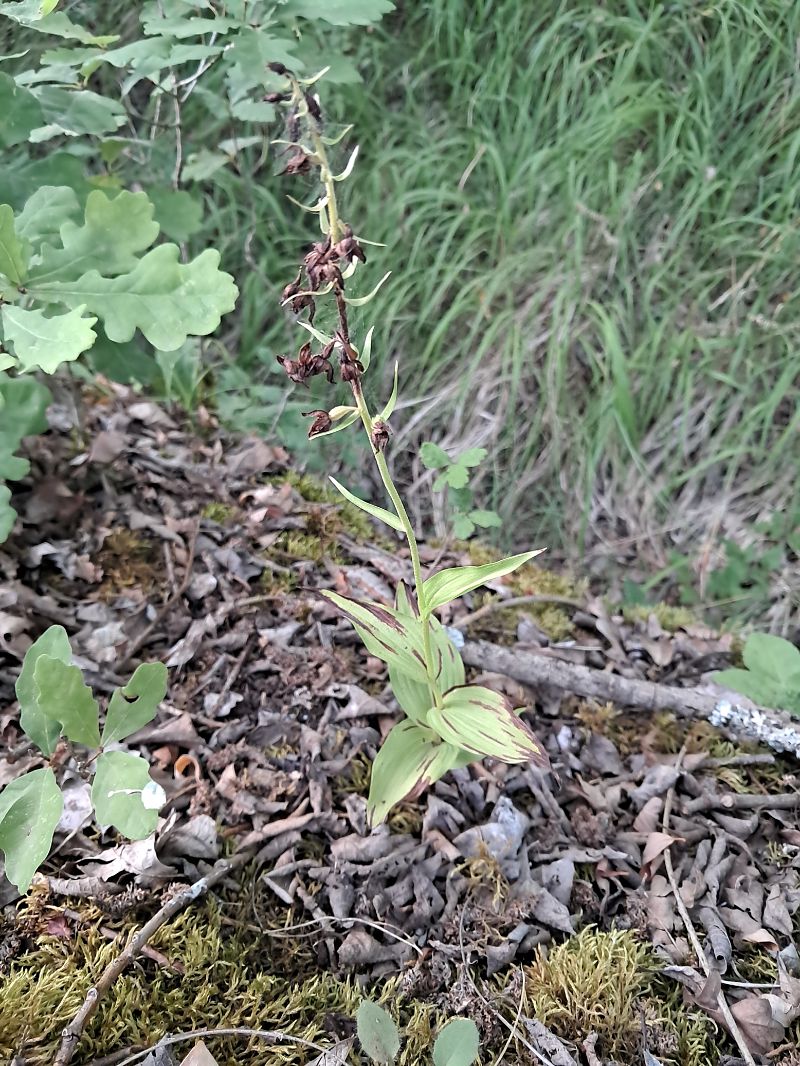 Epipactis sp.  - Anaïs Veret
