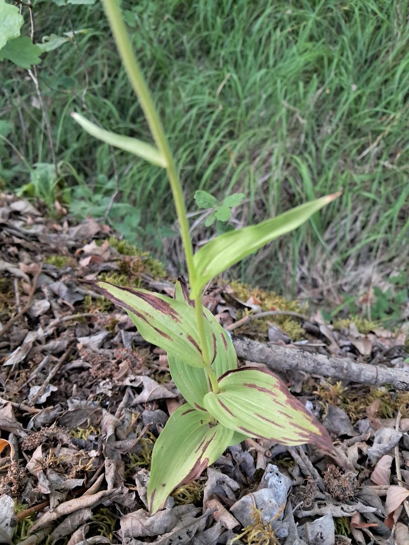 Epipactis sp.  - Anaïs Veret