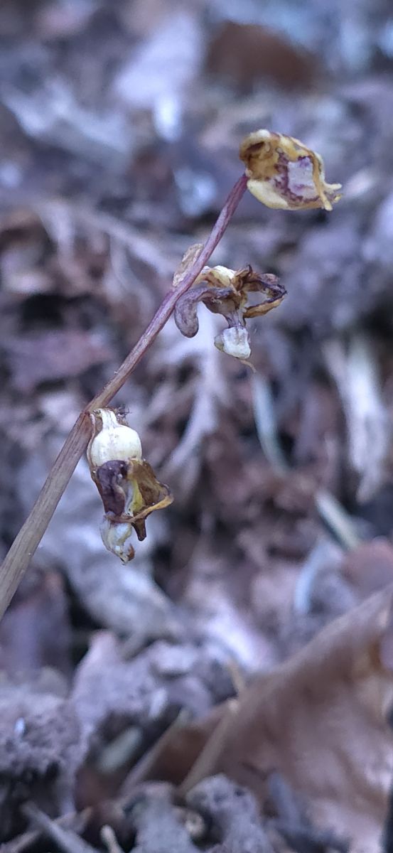 Epipogium aphyllum  - Michel Robin