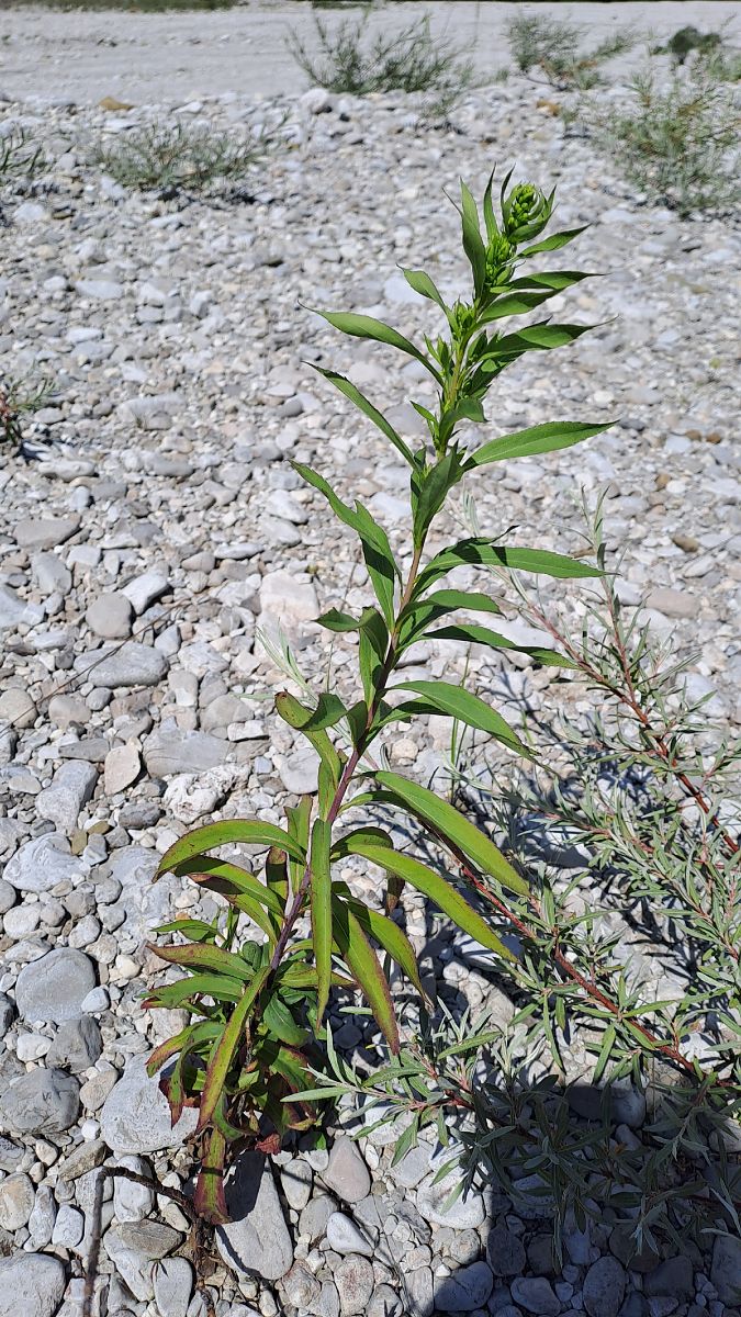 Solidago canadensis  - Niko Borghese (FVG)