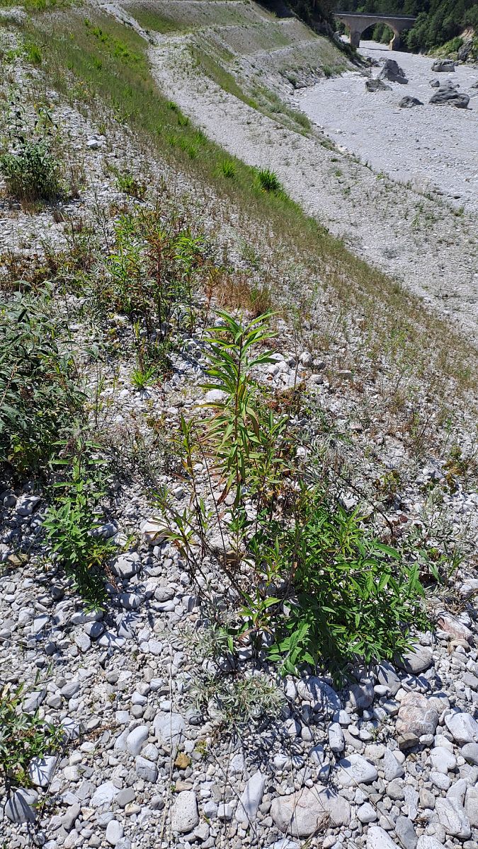 Solidago canadensis  - Niko Borghese (FVG)