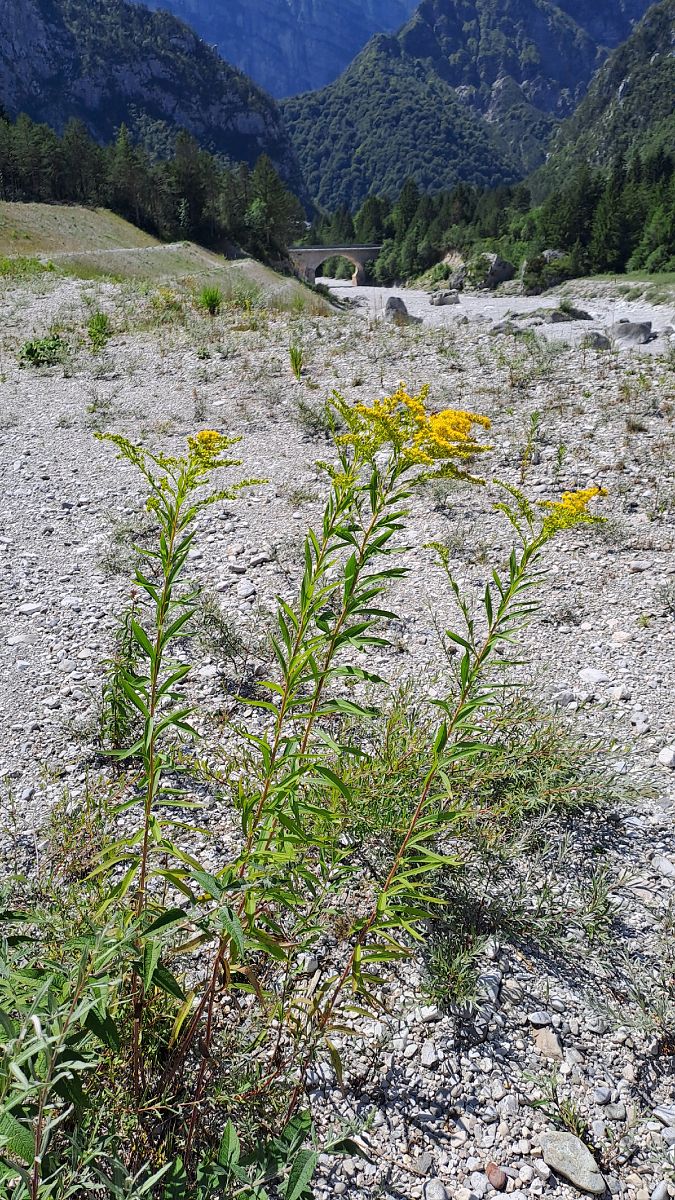 Solidago canadensis  - Niko Borghese (FVG)