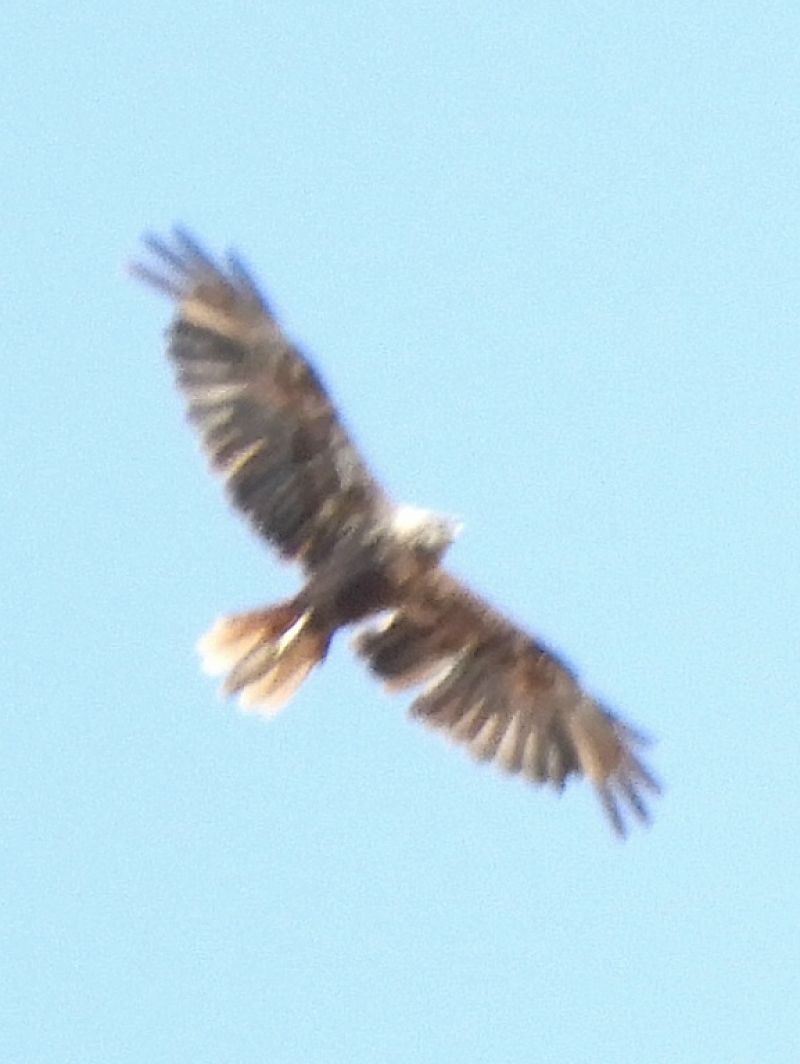 Falco di palude  - Massimo Tassinari