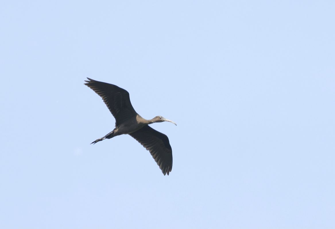 ibis kasztanowaty  - Katarzyna Szałas