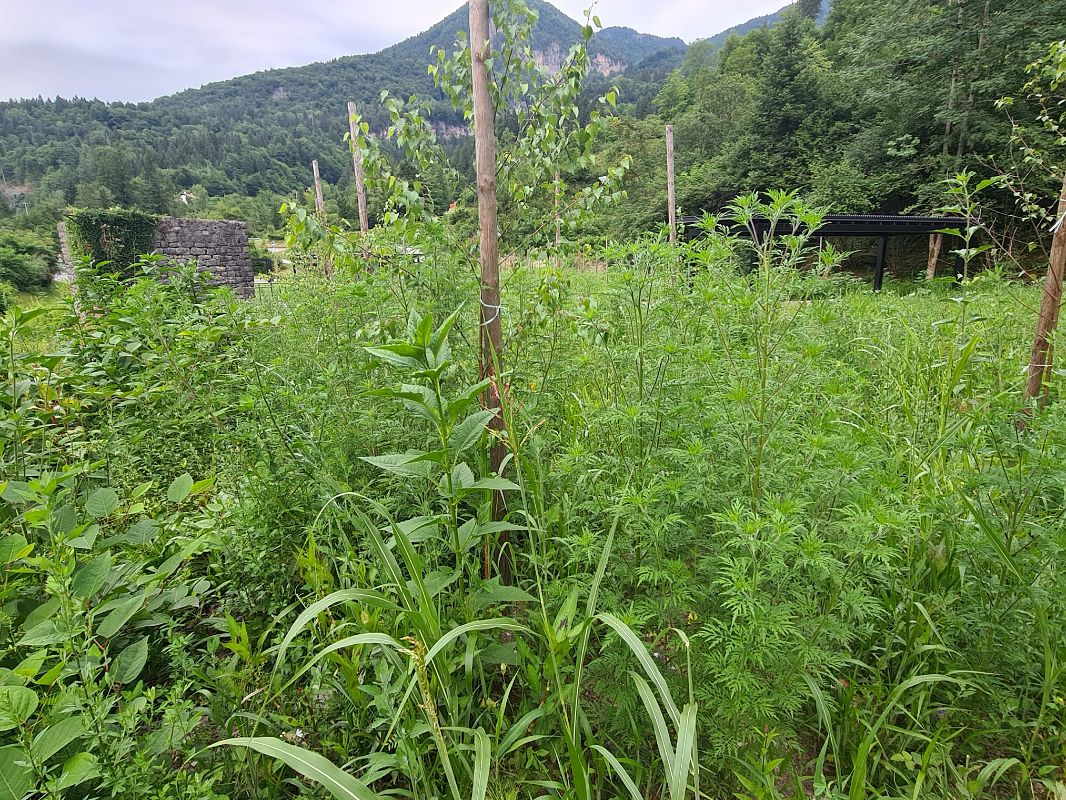Ambrosia artemisiifolia  - Ilaria Antoniutti (FVG)