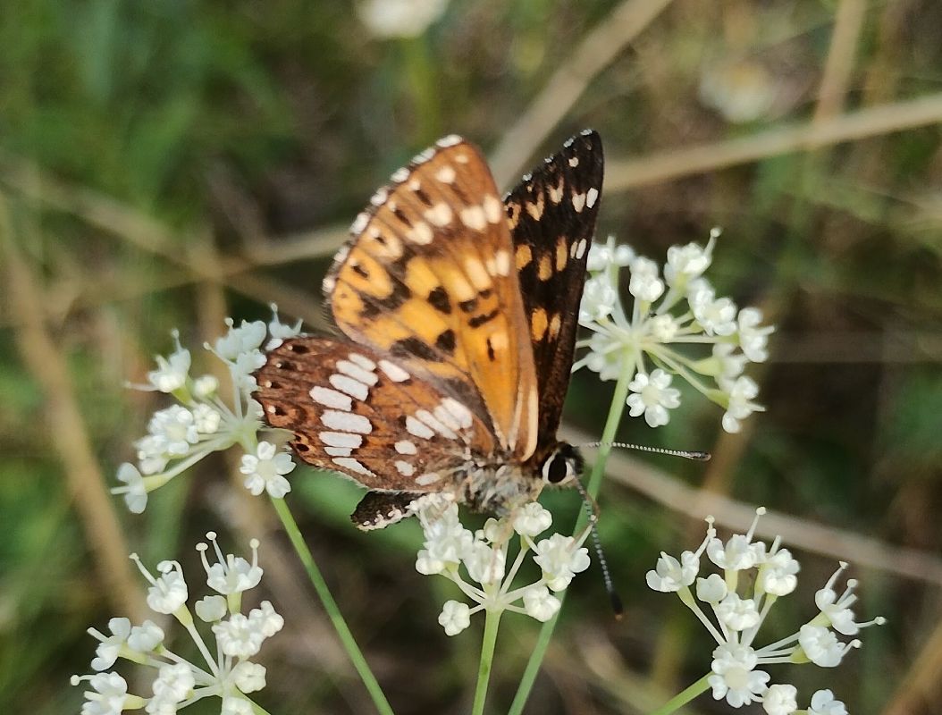 Hamearis lucina  - Marco Cortemiglia