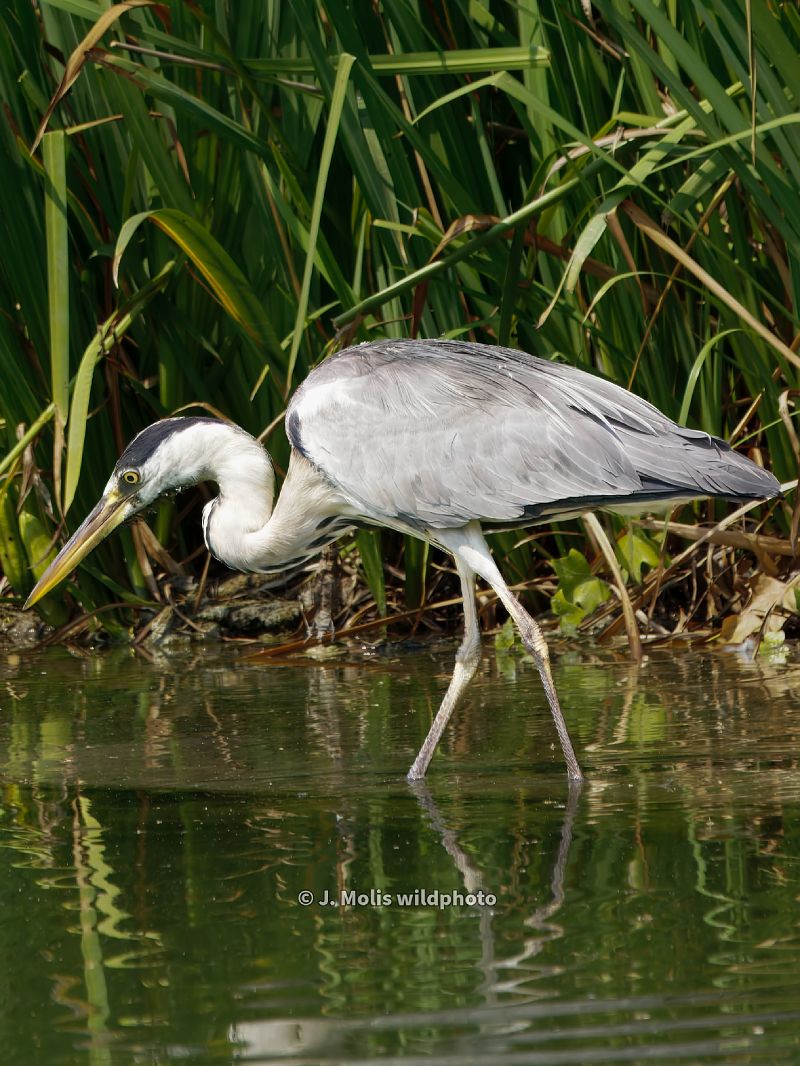 Bernat pescaire  - Jose Molis