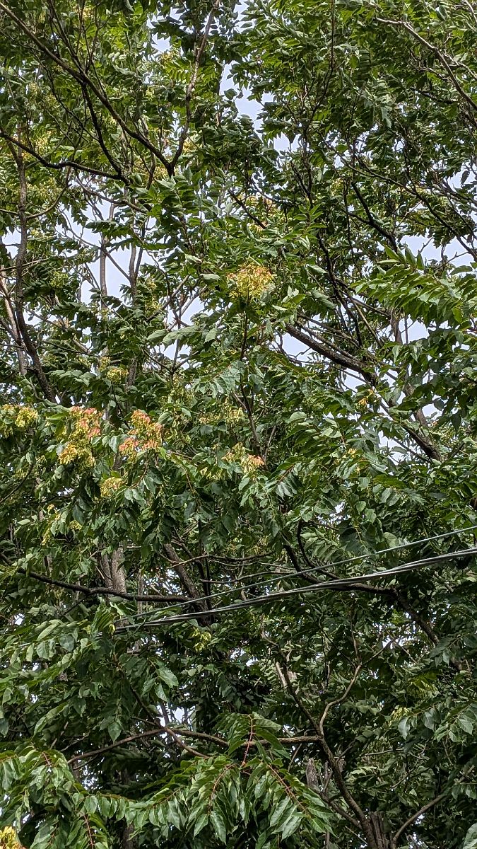 Ailanthus altissima  - Paolo Del Mestre (FVG)