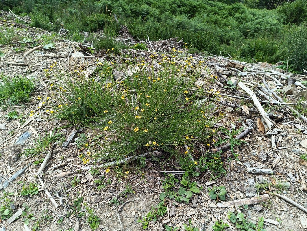 Senecio inaequidens  - Federico Remondini (FVG)
