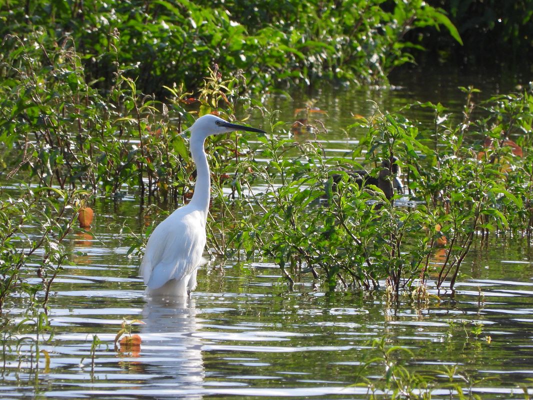 Little Egret  - Janusz Gajdas