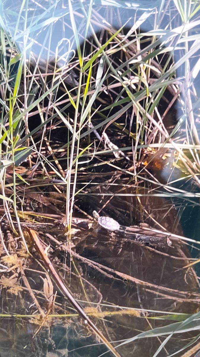 Tortuga d'aigua americana (T.s.elegans)  - Escola de Natura de L'estany de Banyoles