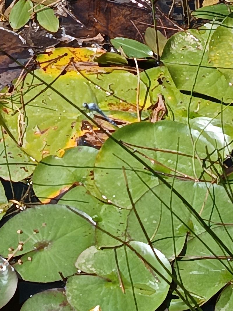 Orthetrum brunneum  - Tiziano Fiorenza (FVG)
