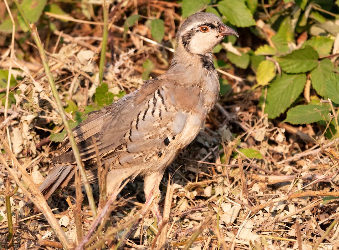 Coturnice orientale  - Roberto Villani