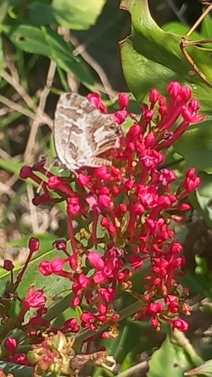 Cacyreus marshalli #  - Menotti Passarella