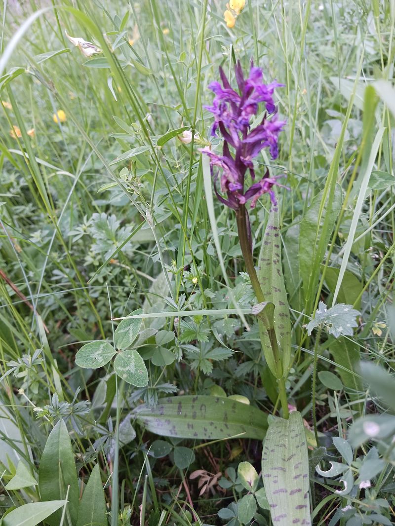 Dactylorhiza majalis  - Dolors Rodriguez