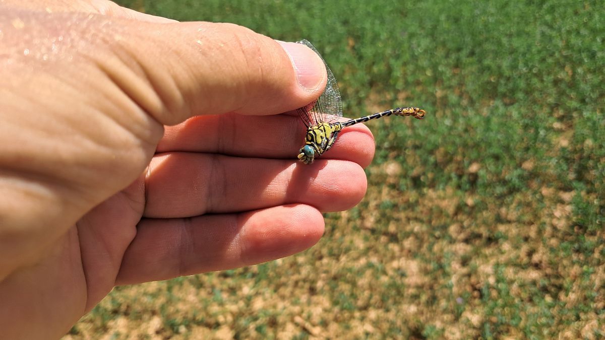 Onychogomphus forcipatus unguiculatus  - Roberto Fabbri