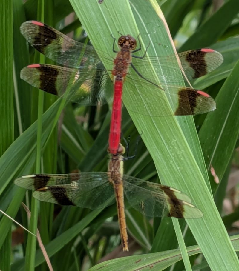 Sympetrum pedemontanum  - Andrea Verdelli